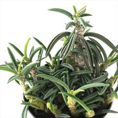 �����A�� sd���[�t�H���r�A �L�����h���t�H���A �g�D�r�t�F�� 7.5cm�|�b�g �����A�� �R�[�f�b�N�X �L�����h���t�H���A