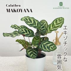 �ϗt�A�� �J���e�A �}�R���i 4���� �ϗt�A�� ���^ ������ ���� ���蕨 �v���[���g �C���e���A ������� mzt