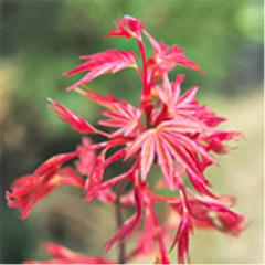 �\��̔� ���݂� �R 12cm�|�b�g �ږؕc �g�t ���~�W ��� �c�� �Ԗ� take 4�����{�ȍ~����