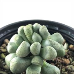 �����A�� hm�A���C�m�v�V�X ���� �����A�� �A���C�m�v�V�X 6cm�|�b�g