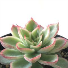 A skGPxA r[mo A GPxA 7.5cm|bg