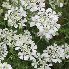 �\��̔� �I�����A �c �z���C�g���[�X 10.5cm�|�b�g ���N�� �K�[�f�j���O �ԕc �h�����c oom 3�����{�ȍ~����