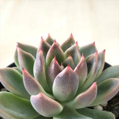 �����A�� sk�G�P�x���A �u���b�N�N�C�[�� �����A�� �G�P�x���A 7.5cm�|�b�g