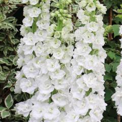 �\��̔� �f���t�B�j���[�� �c �K���n�b�g 10.5cm�|�b�g ���N�� �K�[�f�j���O �ԕc �h�����c oom 3�����{�ȍ~����