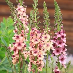 �\��̔� �o�[�o�X�J�� �c �T�U���`���[�� 10.5cm�|�b�g ���N�� �K�[�f�j���O �ԕc �h�����c oom 3�����{�ȍ~����