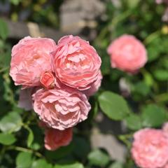 �\��̔� �o�� �c �o�� �V�c ���T �I���G���e�B�X ���}���e�B�b�N�`���`�� �i��o�^�o�蒆 �J��Ԃ��炫 �K�N �΂� �������� �s���N has 