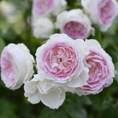 �\��̔� �o�� �c �o�� �V�c �f���o�[�� �N���[���f�����[�� �i��o�^�o�蒆 �l�G�炫 �K�N �΂� �������� �s���N has 4�����{�ȍ~����