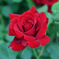 �\��̔� �o�� �c �o�� �V�c �f���o�[�� ���W�F���h�I�u���[�W�� �o�^�i�� �l�G�炫 �K�N �΂� �������� �� has 5�����{�ȍ~����