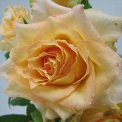 �\��̔� �o�� �c �o�� �V�c �͖{�o���� �E���G�� �o�^�i�� �l�G�炫 �K�N �΂� �������� ���F has 5�����{�ȍ~����