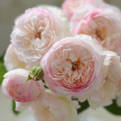 �\��̔� �o�� �c �o�� �V�c �͖{�o���� �T�{�� �i��o�^�o�蒆 �l�G�炫 �K�N �΂� �������� �� �s���N has 4�����{�ȍ~����