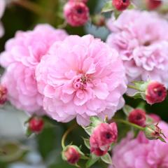 �\��̔� �o�� �c �o�� �V�c �͖{�o���� �v�` �|���� �i��o�^�o�蒆 �l�G�炫 �K�N �΂� �������� �s���N has 4�����{�ȍ~����