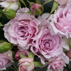 �\��̔� �o�� �c �o�� �V�c �͖{�o���� �� �}���G �o�^�i�� �l�G�炫 �K�N �΂� �������� �s���N has 4�����{�ȍ~����