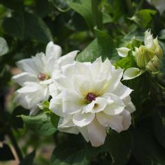 �N���}�`�X �c �������̐�V�� �p�e���X�n ��������̃N���}�`�X 2�N���c 10.5cm�|�b�g ochi