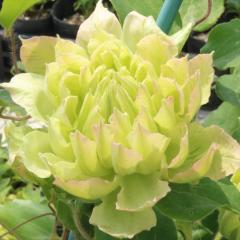 �N���}�`�X �c ���̖Y����� �p�e���X�n ��������̃N���}�`�X 2�N���c 10.5cm�|�b�g ochi