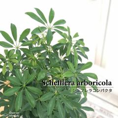 �ϗt�A�� �V�F�t�����R���p�N�^ 6���� �V�F�t���� �J�|�b�N �������� �ϗt�A�� ���� ���蕨 �v���[���g �C���e���A ������� koe