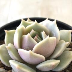 A hmGPxA [ A GPxA 6cm|bg