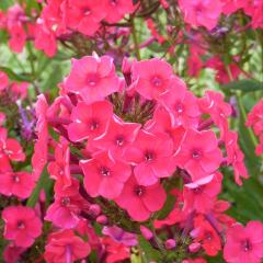 �\��̔� �h���t���b�N�X �c ���j�[�N���b�h 9cm�|�b�g ���N�� �K�[�f�j���O �ԕc �h�����c hos 3�����{�ȍ~����