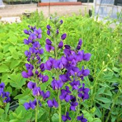 oveBVA c ~bhiCg 12cm|bg Z_CnM oveBVA c N K[fjO ԕc hc hos