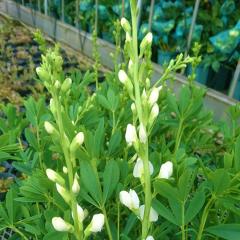 oveBVA c Ao 12cm|bg Z_CnM oveBVA c N K[fjO ԕc hc hos