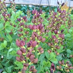 oveBVA c _b``R[g 12cm|bg Z_CnM oveBVA c N K[fjO ԕc hc hos