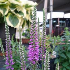 �\��̔� �x���j�J �c �����M�t�H���A �G�x���� 12cm�|�b�g �劔 ���N�� �K�[�f�j���O �ԕc �h�����c hos 3�����{�ȍ~����