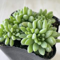 �����A�� se�Z�_�� �΂�܂��s���N�x���[ �����A�� �Z�_�� 9cm�|�b�g