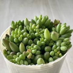 �����A�� sb�Z�_�� �΂�܂� ���x���X �����A��  �Z�_�� 7.5cm�|�b�g