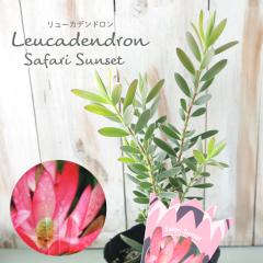 �\��̔� �����[�J�f���h���� �T�t�@���T���Z�b�g 13.5cm�|�b�g Safari Sunset �I�[�W�[�v�����c �c�� �Ԗ� ygc 5�����{�ȍ~����
