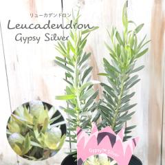 �\��̔� �����[�J�f���h���� �W�v�V�[�V���o�[ 13.5cm�|�b�g Gypsy Silver �I�[�W�[�v�����c �c�� �Ԗ� ygc 5�����{�ȍ~����