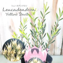 �\��̔� �����[�J�f���h���� �C�G���[�f�r�� 13.5cm�|�b�g Yellow Devil �I�[�W�[�v�����c �c�� �Ԗ� ygc 5�����{�ȍ~����
