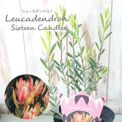 �\��̔� �����[�J�f���h���� �V�b�N�X�e�B�[���L�����h���Y 13.5cm�|�b�g Sixteen Candles �I�[�W�[�v�����c �c�� �Ԗ� ygc 5�����{�ȍ~