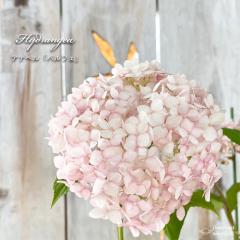 �\��̔� �A�W�T�C �A�i�x�� ���p���t�F 13.5cm�|�b�g �o�^�i�� �n�C�h�����W�A �c �ԕc �c�� �������� ���z�� krt �S�����{�ȍ~���� �S