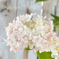 �\��̔� �A�W�T�C �A�i�x�� ���}�j�t�B�[�N 13.5cm�|�b�g �o�^�i�� �n�C�h�����W�A �c �ԕc �c�� �������� ���z�� krt �S�����{�ȍ~����