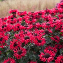 i_ c r[nbs[ 9cm|bg N K[fjO ԕc hc atm