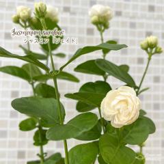 �A���r�A���W���X�~�� �c �W�F�C�h 10.5cm�|�b�g �}�c���J �仉� �o���炫 ���d �n�[�u�c Herb