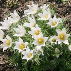 mILiOT c zCgx 9cm|bg N K[fjO ԕc hc atm