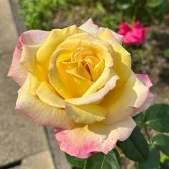 \̔ oc oc o s[X KN ΂ F troe 12{ȍ~