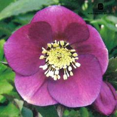 �N���X�}�X���[�Y�c  �V���O�� ���b�h ���R��z 9cm�|�b�g �h���� �K�[�f�j���O sgy