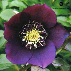 �N���X�}�X���[�Y�c  �Z�~�_�u�� �p�[�v�� ���R��z 9cm�|�b�g �h���� �K�[�f�j���O sgy