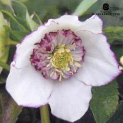 �N���X�}�X���[�Y�c  �Z�~�_�u�� ���s�R�e�B ���R��z 9cm�|�b�g �h���� �K�[�f�j���O sgy