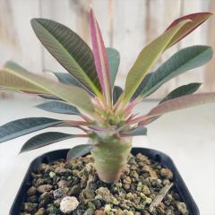 �����A�� ca���[�t�H���r�A �p�L�|�f�B�I�C�f�X ���� �����A�� �R�[�f�b�N�X 7.5~9cm�|�b�g
