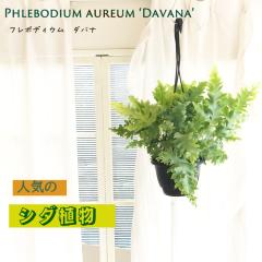 �ϗt�A�� �t���{�f�B�E�� �_�o�i 5�� �݂蔫 �݂艺�� �n���M���O �������� �ϗt�A�� ���� ���蕨 �v���[���g �C���e���A ������� hni