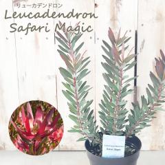 �\��̔� �����[�J�f���h���� �T�t�@���}�W�b�N 13.5cm�|�b�g Safari Magic �I�[�W�[�v�����c �c�� �Ԗ� ygc 5�����{�ȍ~����