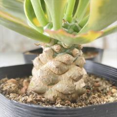 �����A�� sd���[�t�H���r�A �|�C�]�j�[�� 9cm�|�b�g �����A�� ���[�t�H���r�A �R�[�f�b�N�X