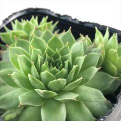 �����A�� sf�Z���y���r�E�� �J���i  7.5cm�|�b�g �Z���y���r�u��