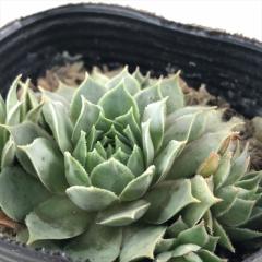 �����A�� sf�Z���y���r�E�� �V���x���E��  7.5cm�|�b�g �Z���y���r�u��