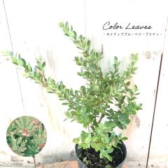 �l�C�e�B�u�u���[�x���[ �v���e�B 7.5cm�|�b�g �J���[���[�t �ʎ��c �c ��� �c�� �ʎ�