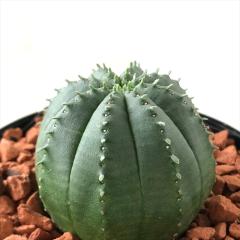 �����A�� sd���[�t�H���r�A �I�x�T���V �s�b�R�� 7.5cm�|�b�g �����A�� ���[�t�H���r�A �R�[�f�b�N�X