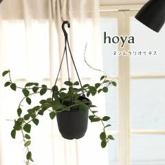 �\��̔� �ϗt�A�� �z�� �k���������I�C�f�X 4�� �݂蔫 �݂艺�� �n���M���O �������� �ϗt�A�� ���� ���蕨 �v���[���g �C���e���A ��