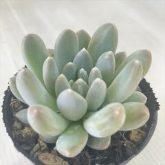 �����A�� hm�p�L�x���A �A���r �����A�� �G�P�x���A 6cm�|�b�g